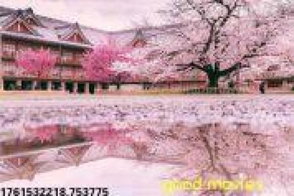 《多布拉多》故事情节深度还原,多布拉多冒险的过程