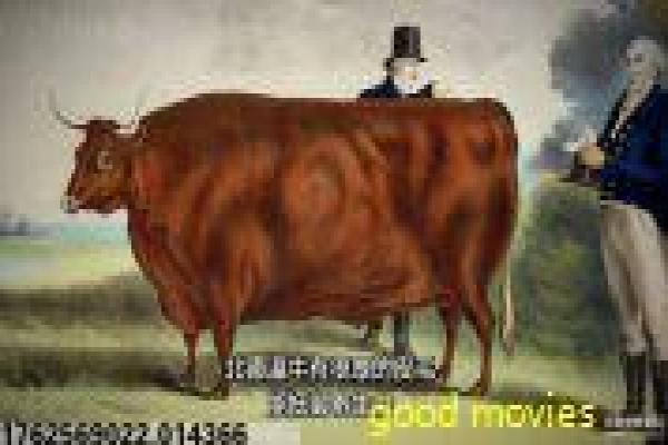 《美味猎手》影片详情还原-猎手美味的美食冒险,详解野外烹饪与文化探秘,揭开纪录片的味觉与风情 《美味猎手》影片详情还原-猎手美味的美食冒险,详解野外烹饪与文化探秘,揭开纪录片的味觉与风情